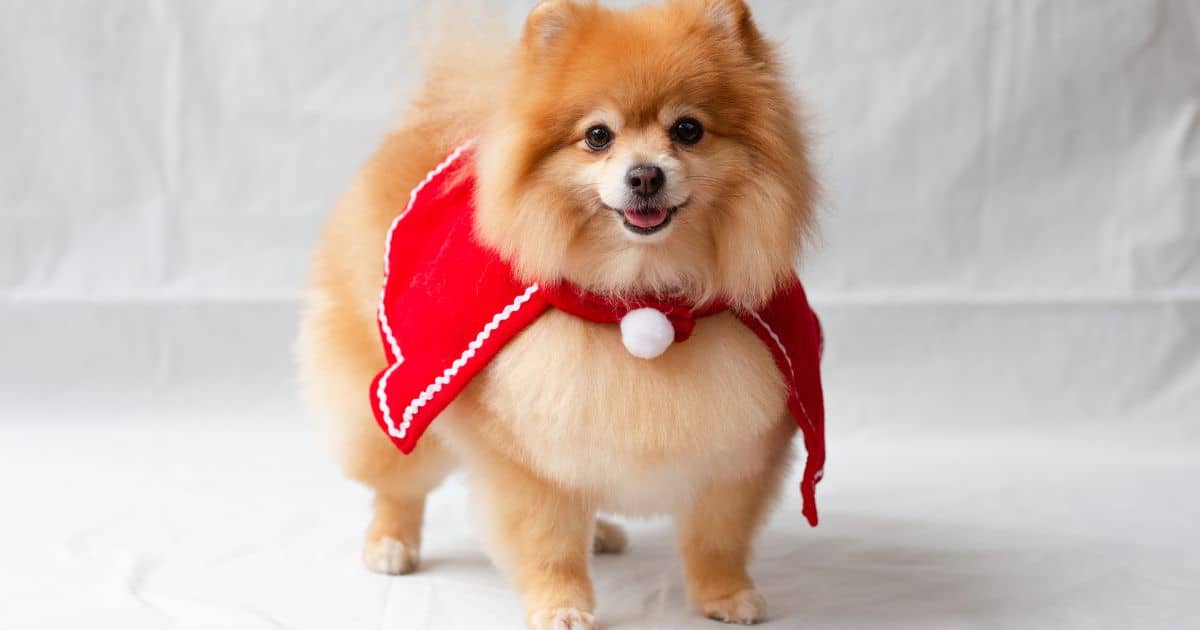 10 Adorable Small Fluffy Dogs That Will Melt Your Heart