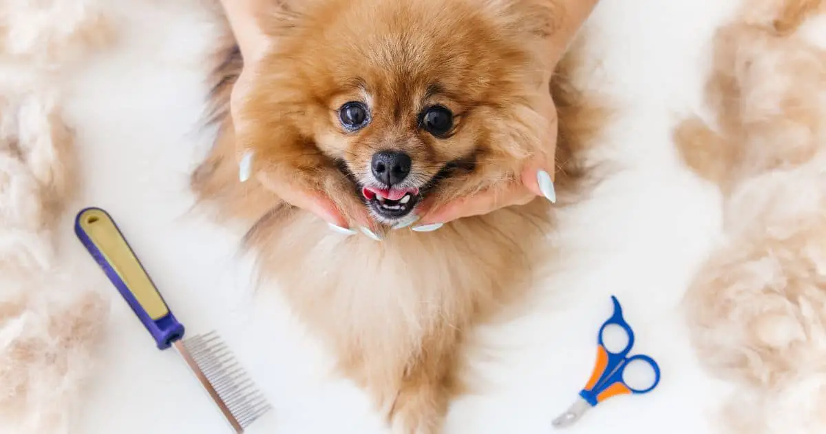 10 Best Dog Grooming Kits for Fluffy Pups: Get Your Furry Friend Looking Fabulous!