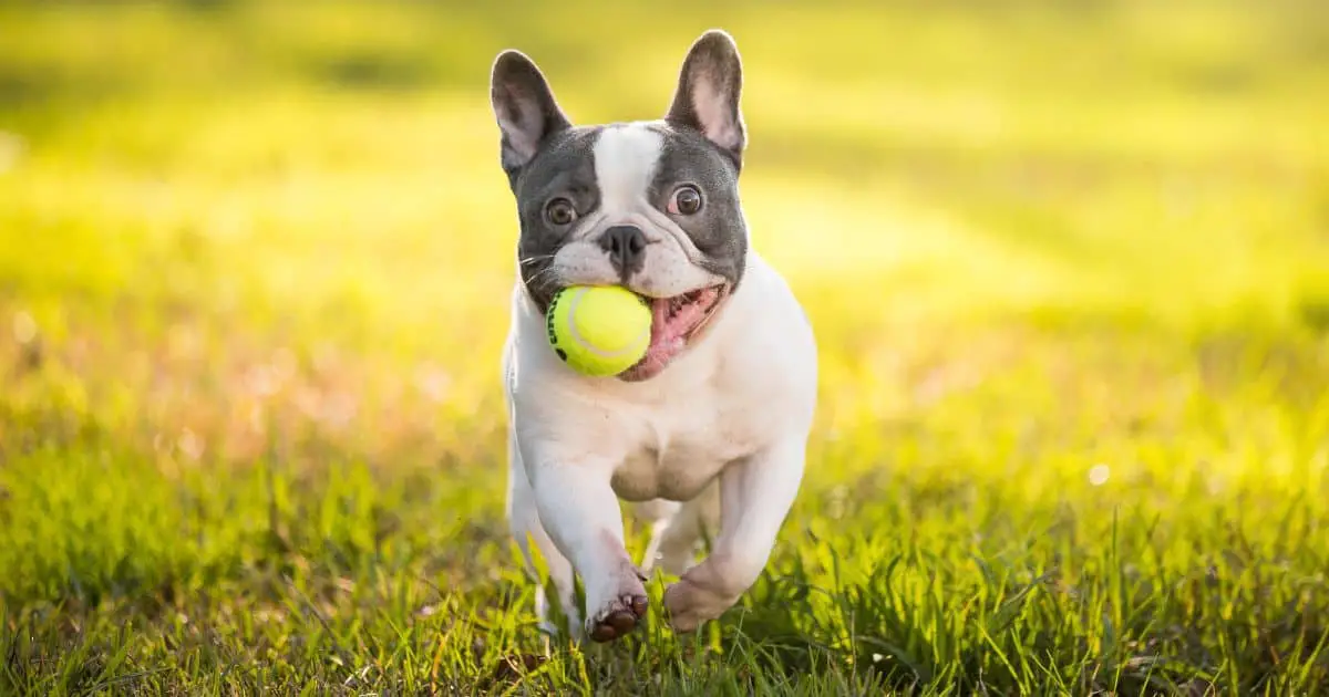 10 Easy Steps on How to Train A Bulldog Puppy