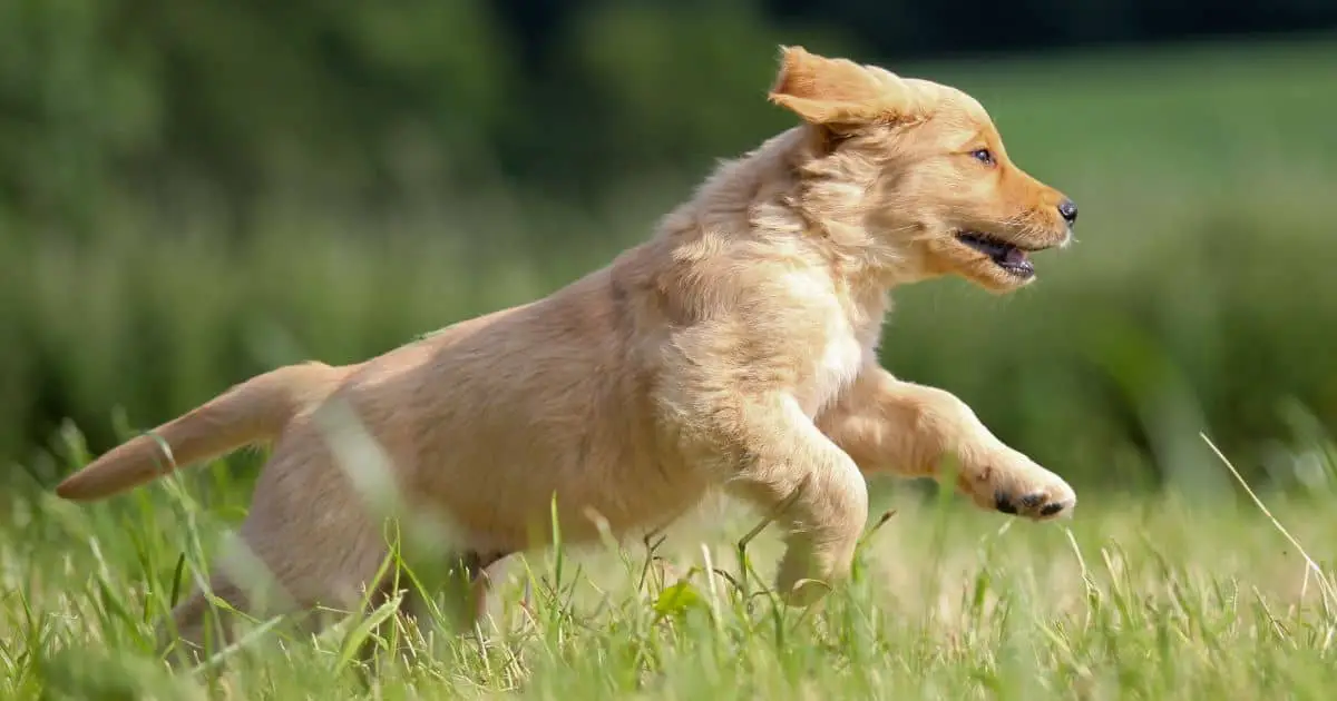 10 Effective Ways About How to Train a Golden Retriever Puppy