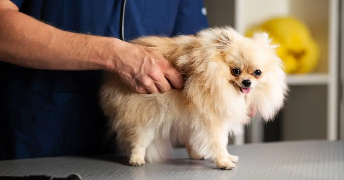 10 Professional Health and Nutrition Tips for Fluffy Dogs