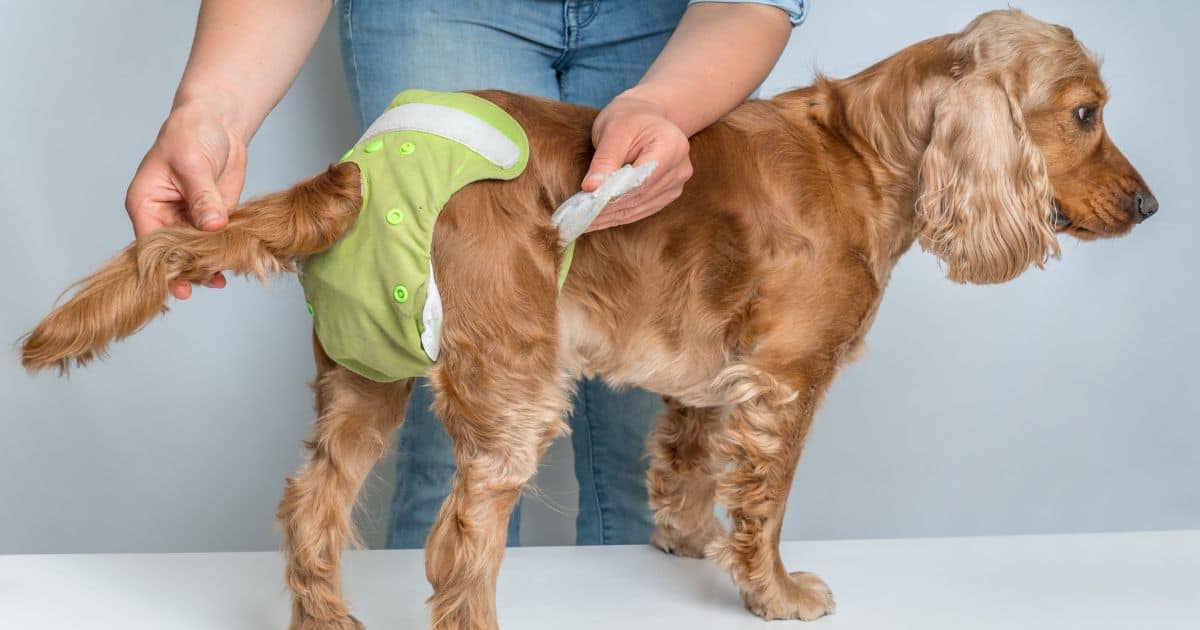 2 Reasons Your Fluffy Dog Diarrhea After Grooming Best Guide