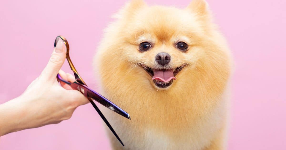 5 Best Essential Types of Dog Grooming Scissors for Professional Results