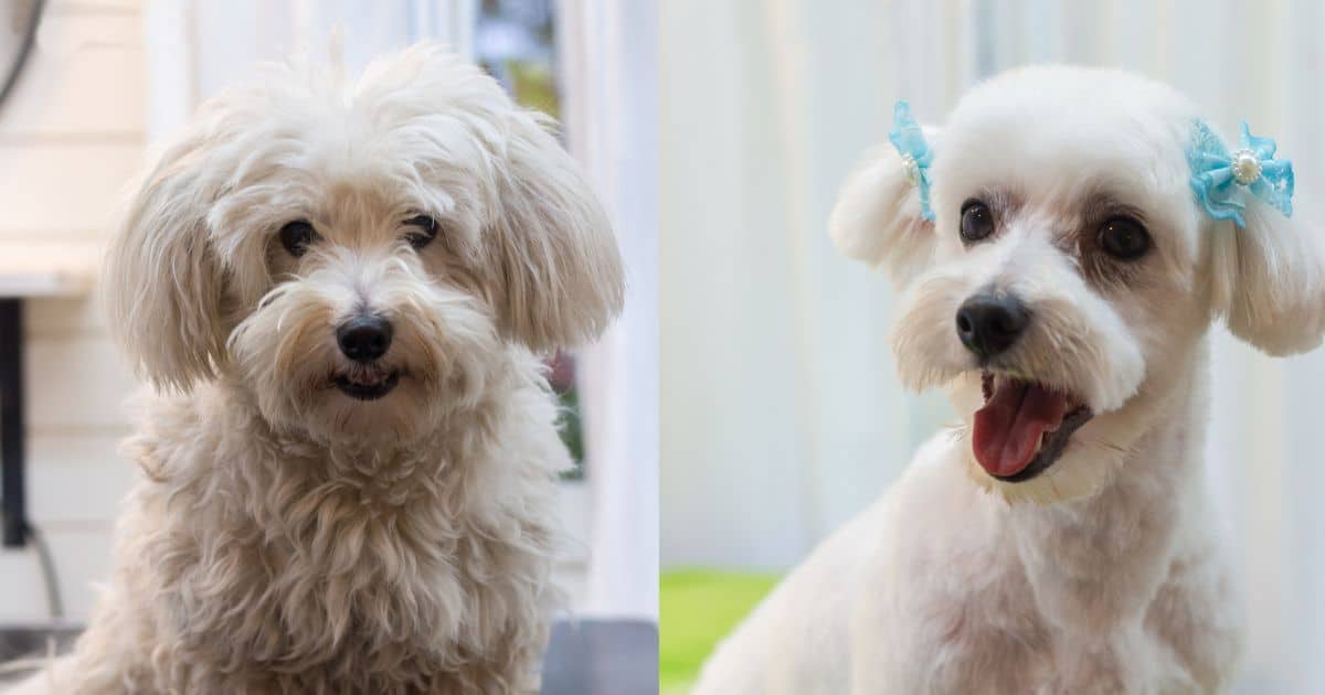 5 Best Professional Poodle Mix Grooming Styles for Fluffy Dog Lovers