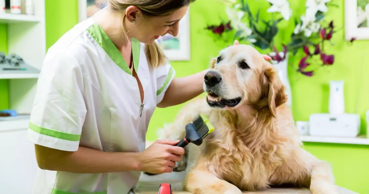 5 Best Proven Techniques on How to Calm Dog for Grooming