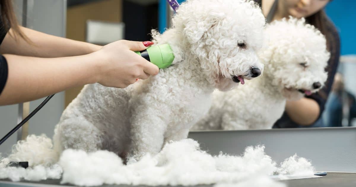 5 Powerful Best Dog Grooming Clippers for Thick Coats