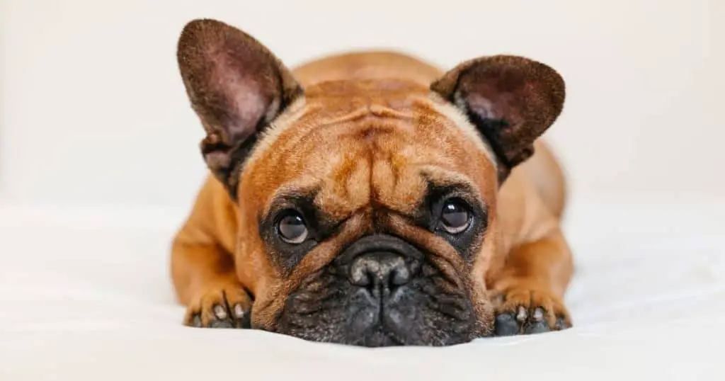 9 French Bulldog Behavior Problems