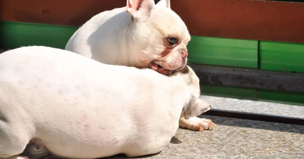 9 French Bulldog Behavior Problems - Biting
