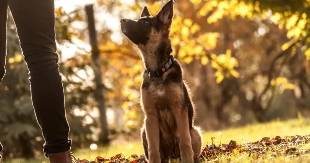 Advanced Command Training - How to Train a German Shepherd Puppy