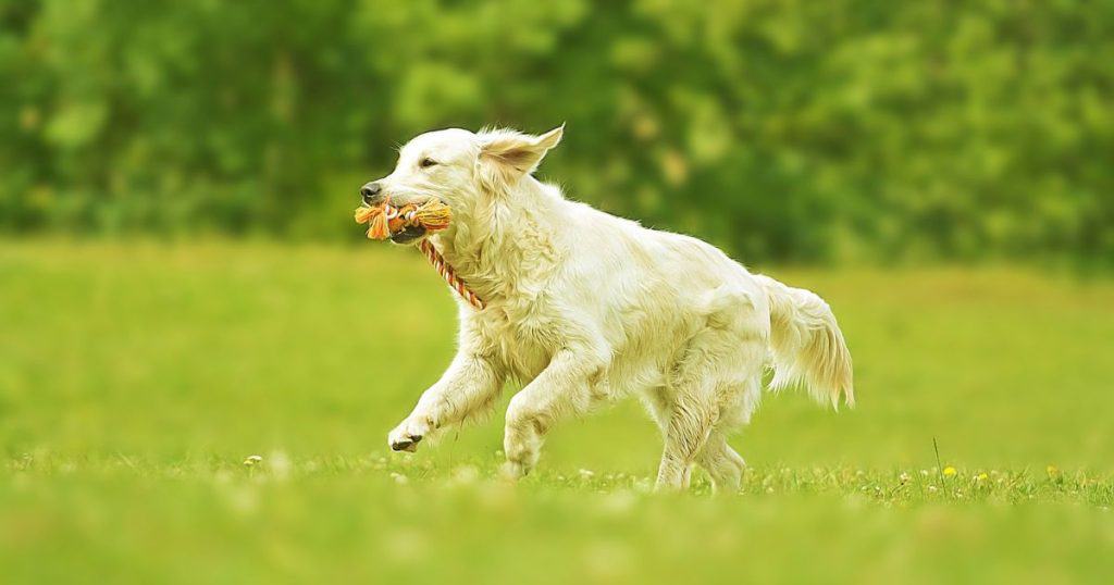 Advanced Training Skills and Techniques - How to Train a Golden Retriever Puppy