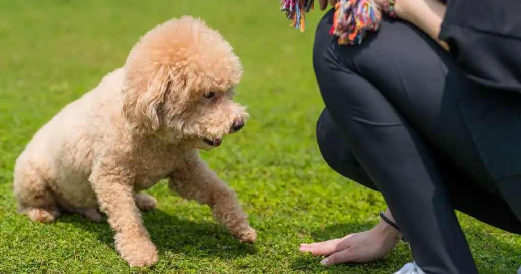 Aging, Memory, and Learning in Poodles - Poodle Fear and Stress
