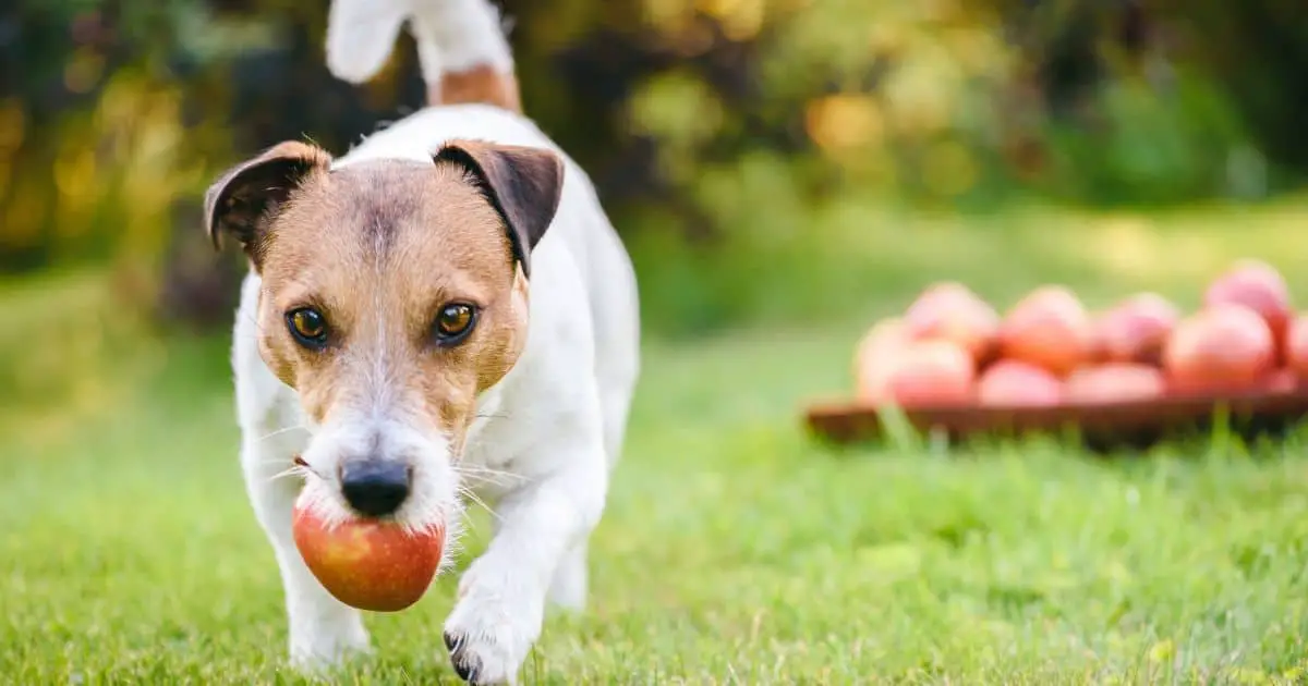 Are Dogs Allergic to Apples? Exploring the Potential Risks and Benefits of Feeding Apples to Your Canine Companion