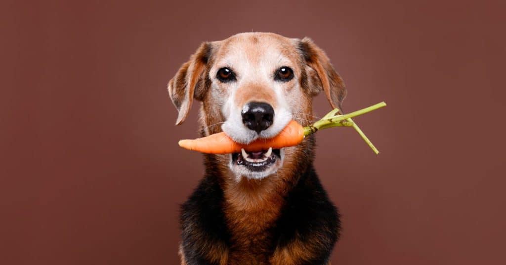 Are Dogs Allergic to Carrots