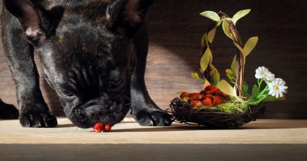 Are Strawberries Safe for Dogs - Are Dogs Allergic to Strawberries