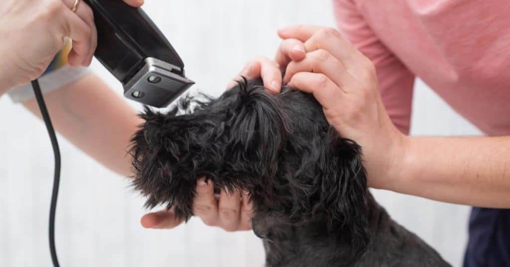 Average Time for Dog Grooming - How Long Does Dog Grooming Take