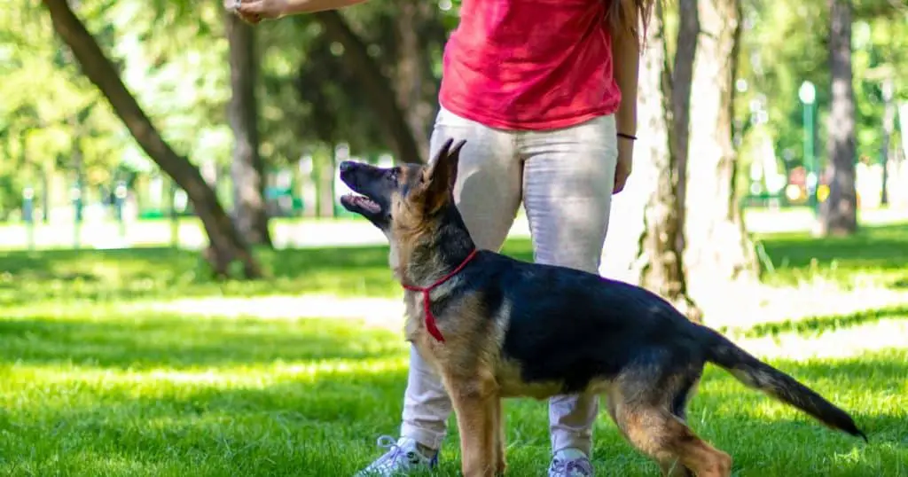 Basic Command Training - How to Train a German Shepherd Puppy