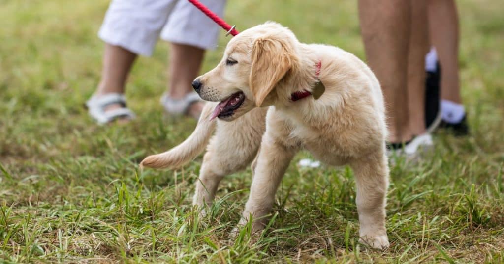 Basic Obedience Training - How to Train a Golden Retriever Puppy