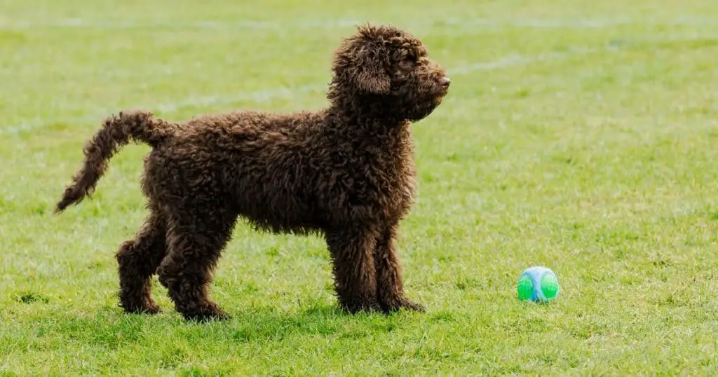 Basic Poodle Puppy Training - How to Train A Poodle Puppy