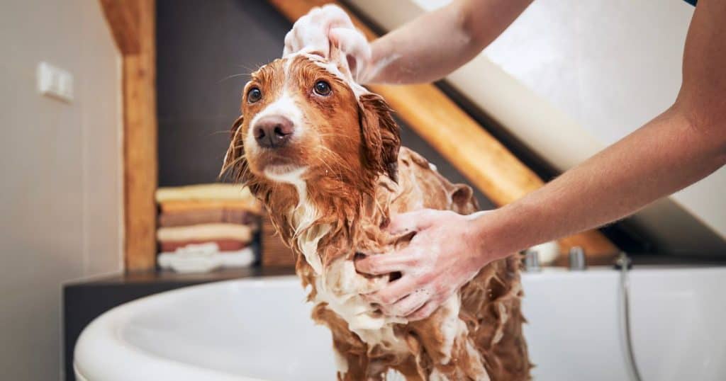 Bathing and Shedding - All Breed Dog Grooming