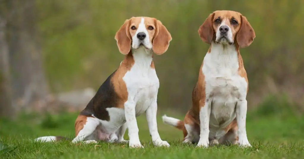 Beagle - Dog Breed Grooming Charts