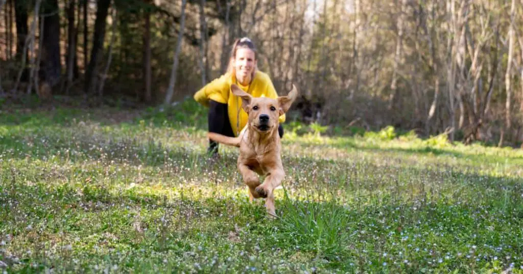 Behavior and Obedience Training - How to Train a Labrador Retriever Puppy