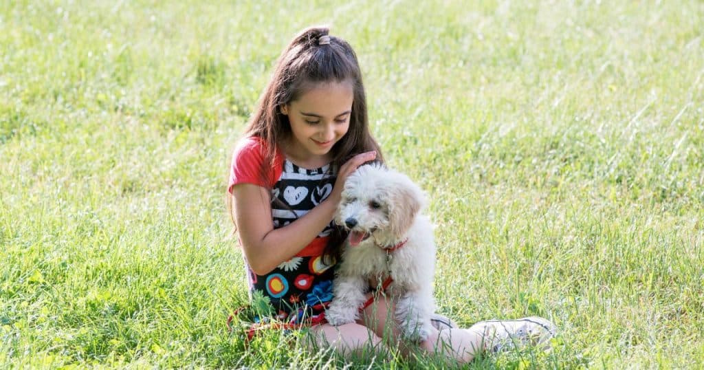 Behavioral and Environmental Adjustments - Poodle Separation Anxiety