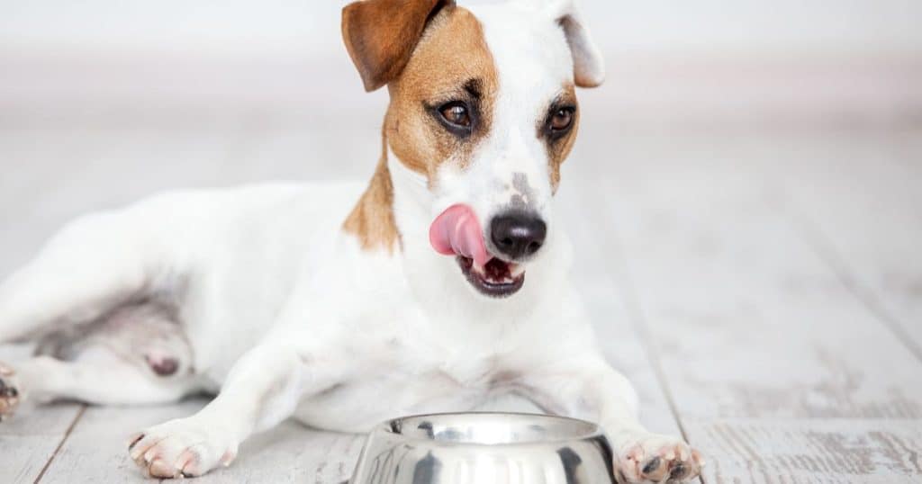 Benefits of Mango for Dogs - Are Dogs Allergic to Mango