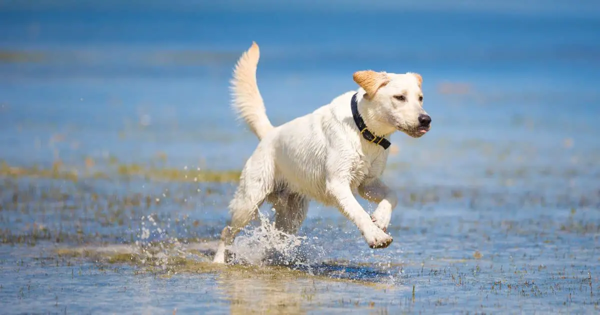 Best 10 Proven Tips for How To Train A Labrador Retriever Puppy