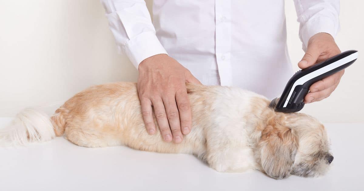 Best Dog Calming Aid for Grooming: Best Picks for a Stress-Free Experience