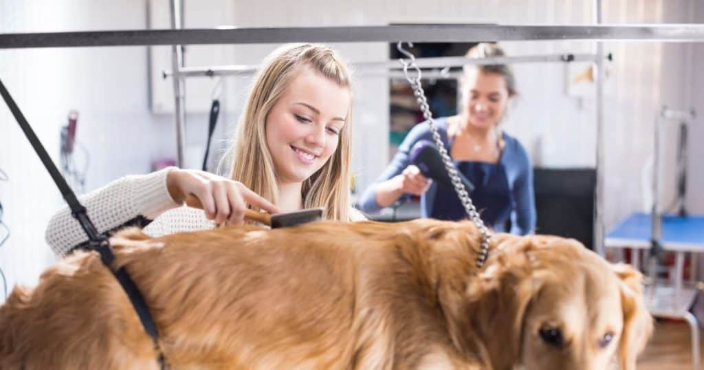Best Dog Grooming Arm with Clamp - Additional Features and Considerations