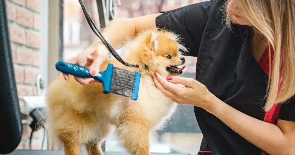 Best Dog Grooming Arm with Clamp - Key Accessories for Dog Grooming Arms