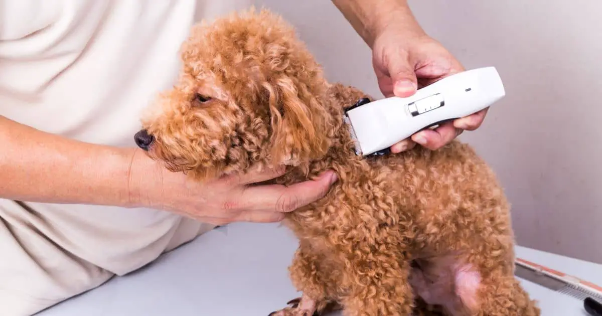 Best Dog Grooming Blades: Transform Fluffy Fido’s Look Today!