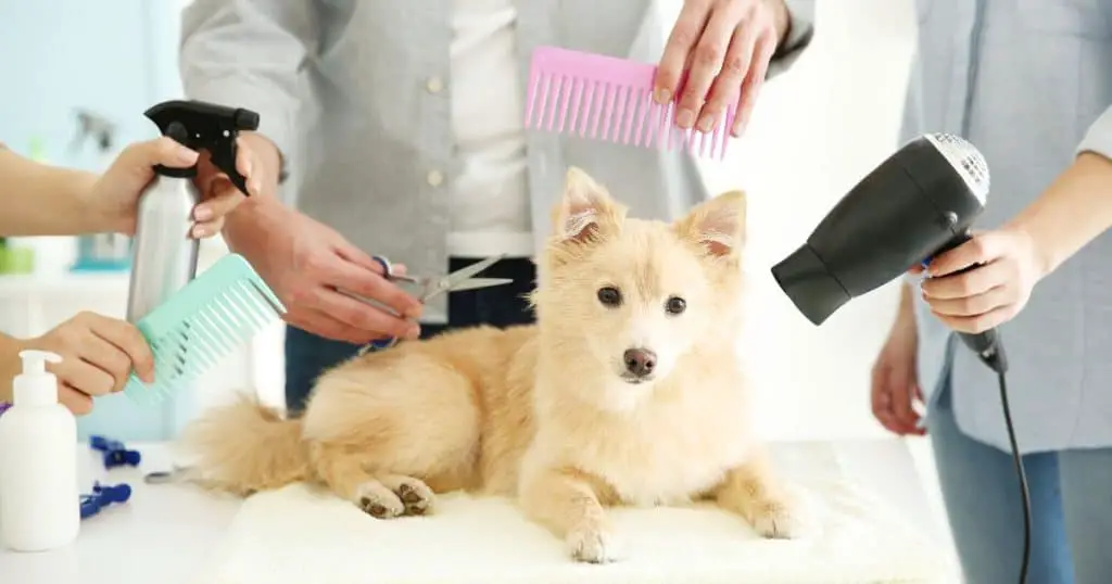 Best Dog Grooming Kits - Best Dog Grooming Kit