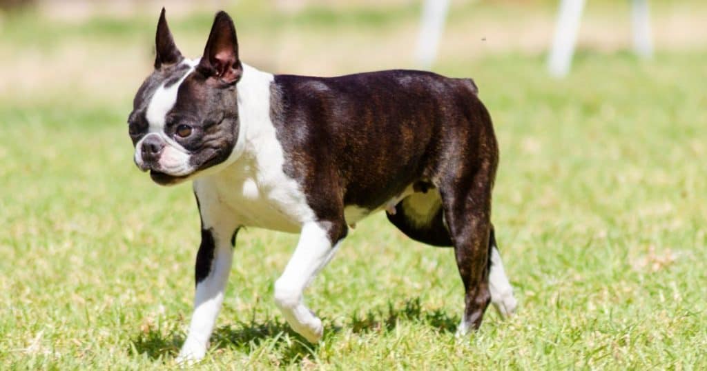 Boston Terrier - Dog Breed Grooming Charts