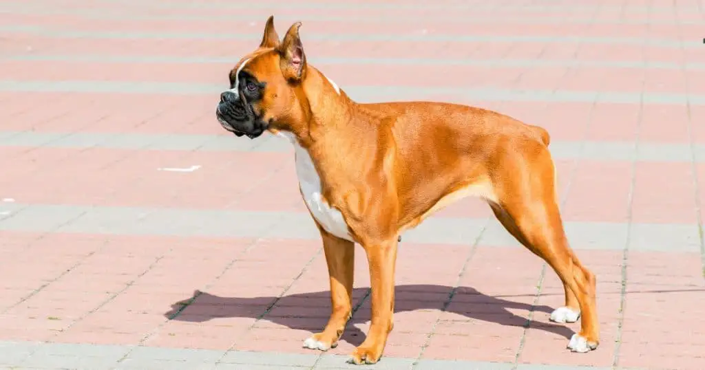 Boxer - Dog Breed Grooming Charts