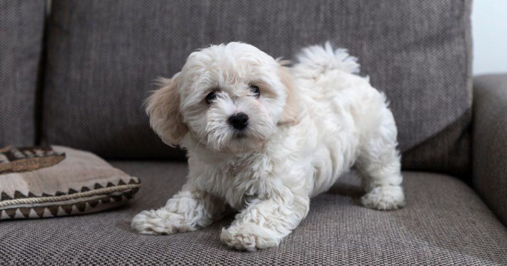 Breed Origins - Small White Fluffy Dogs