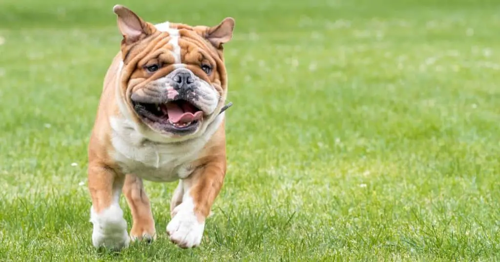 Bulldog - Dog Breed Grooming Charts