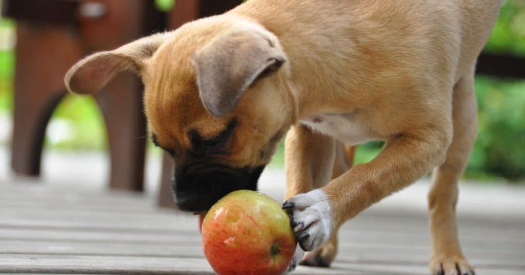 Can Dogs Eat Apples