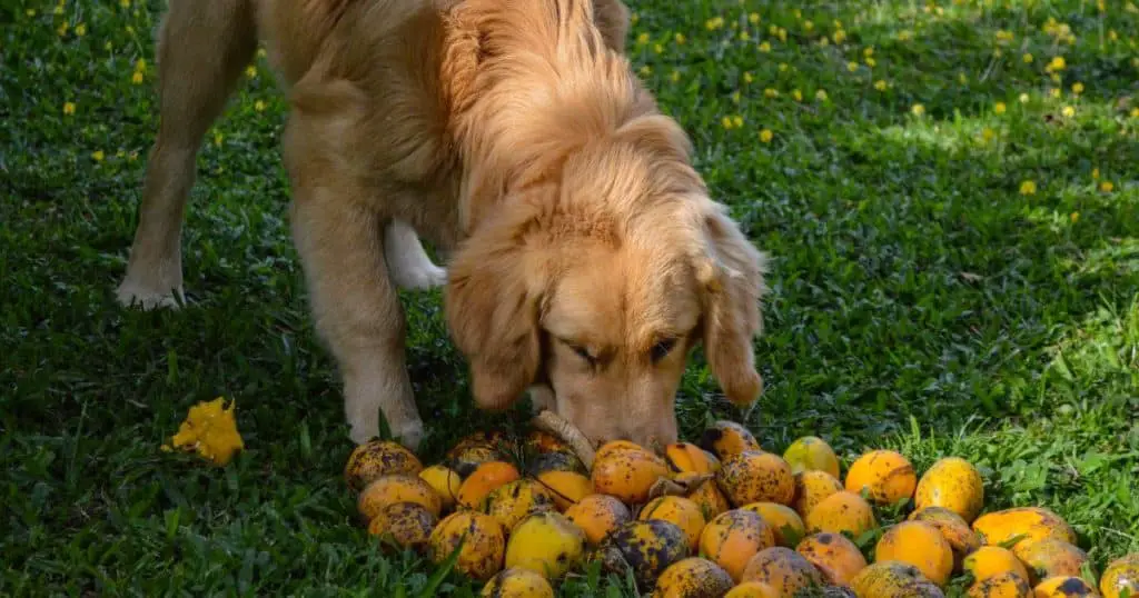 Can Dogs Eat Mango - Are Dogs Allergic to Mango