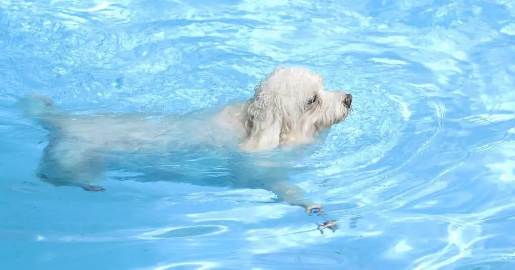 Can Poodle Swim