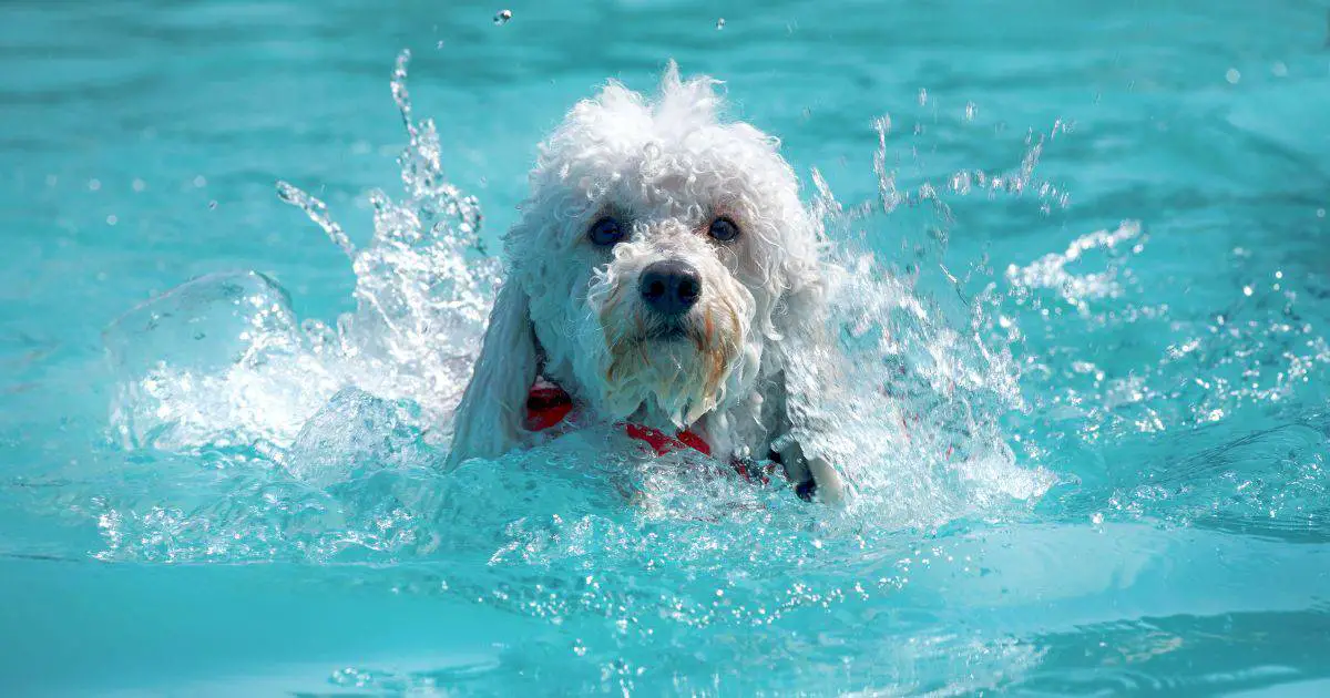 Can Poodle Swim Discover the Surprising Truth About Poodle's Swimming Abilities