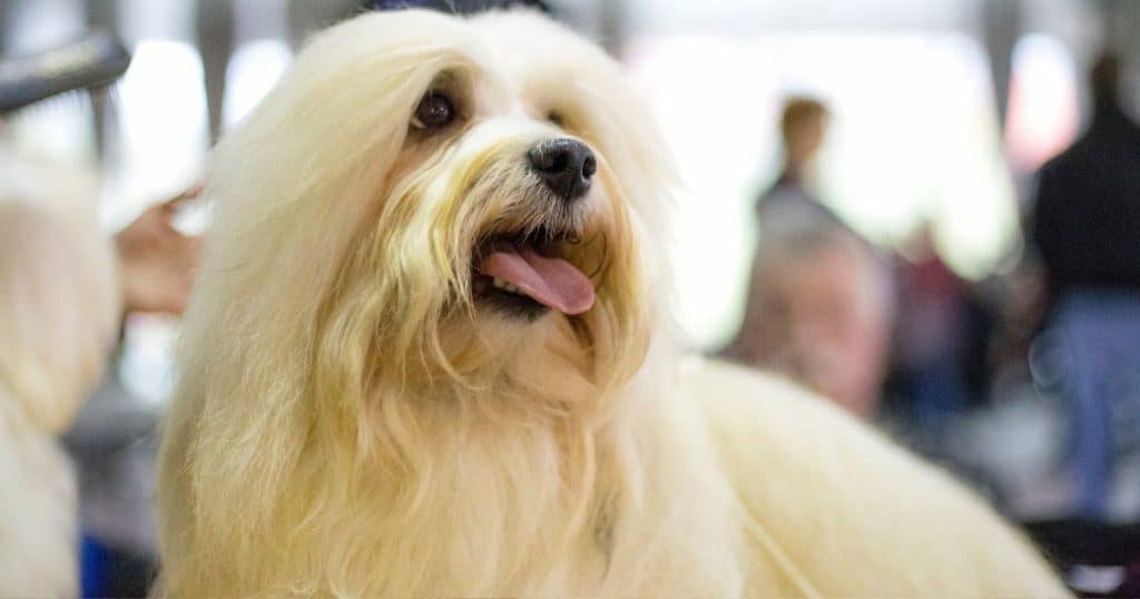 Care and Grooming - Coton de Tulear