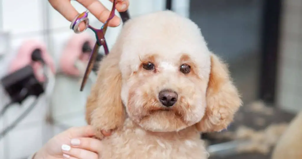 Caring for Your Growing Poodle - Poodle Head Growth