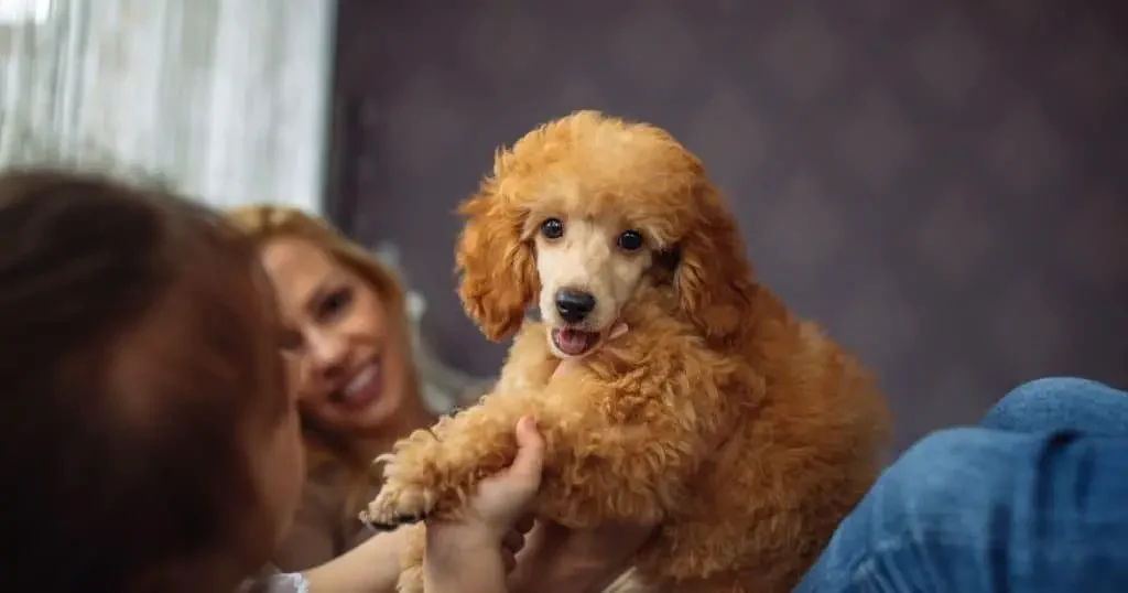 Poodle Hip Dysplasia: Causes, Symptoms, and Best Treatment Options 2 Causes and Risk Factors - Poodle Hip Dysplasia
