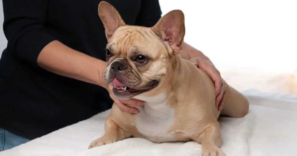Causes of Itching After Grooming - Dog Itching After Grooming