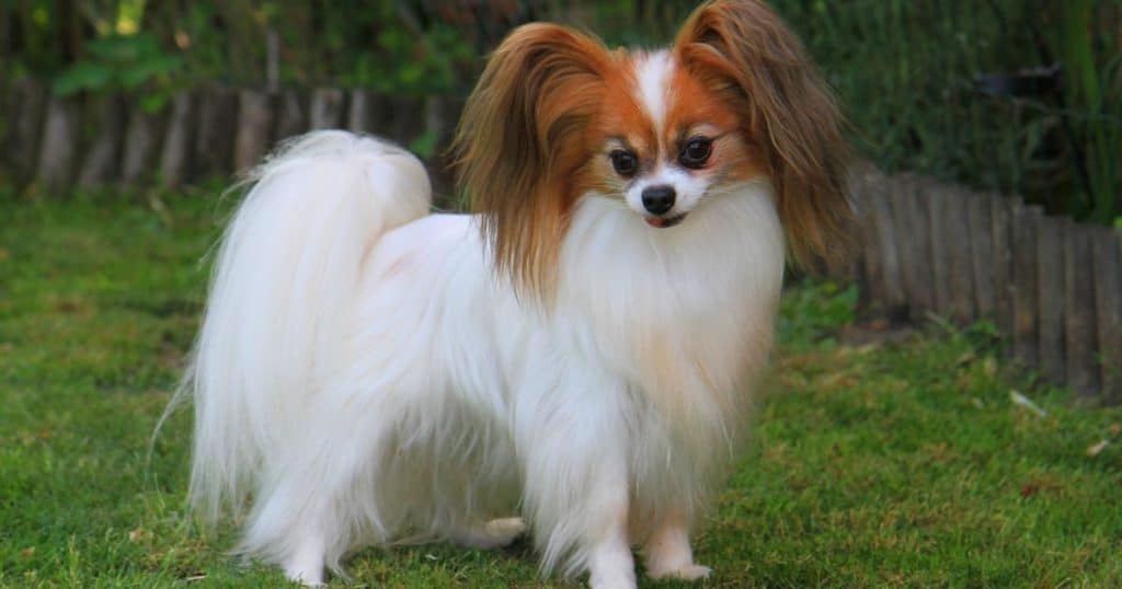 Characteristics of Small Fluffy Dogs