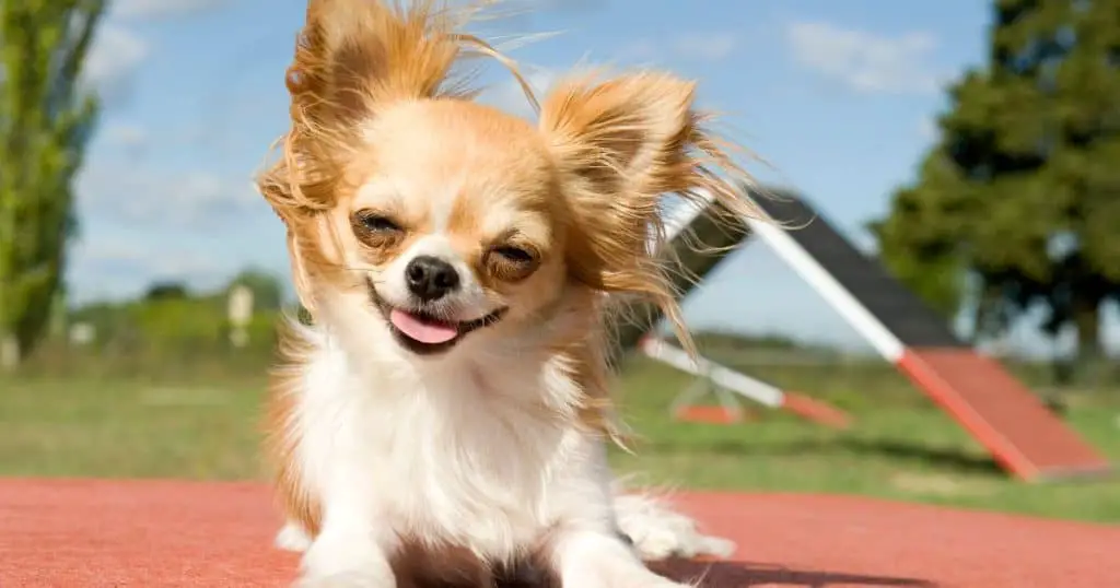 Chihuahua - Dog Breed Grooming Charts