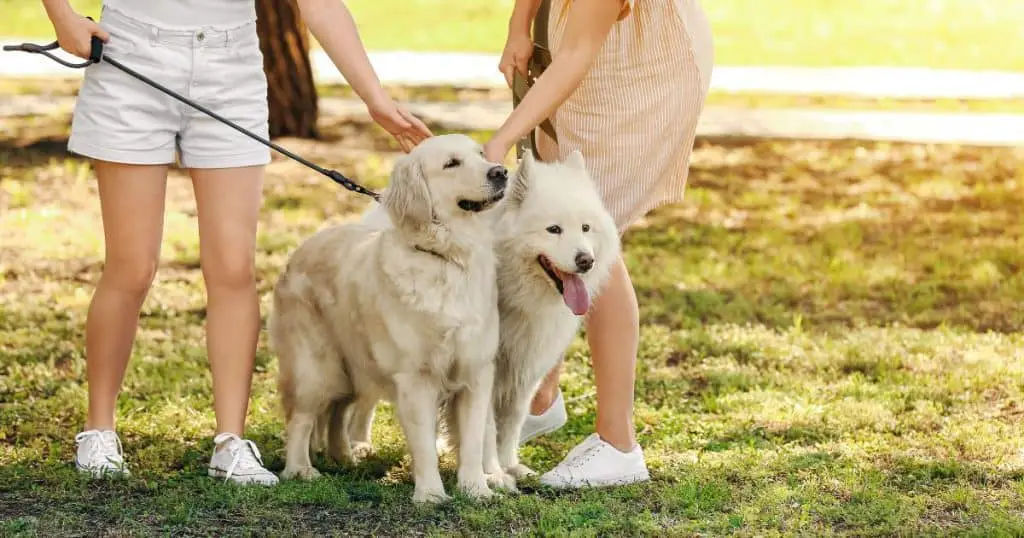 Choosing the Right Fluffy Dog for You - Caring for Your Fluffy Dog