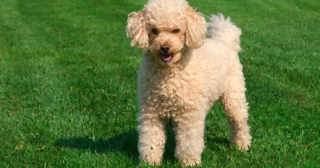 Choosing the Right Poodle for You - Poodle Behavior Problems
