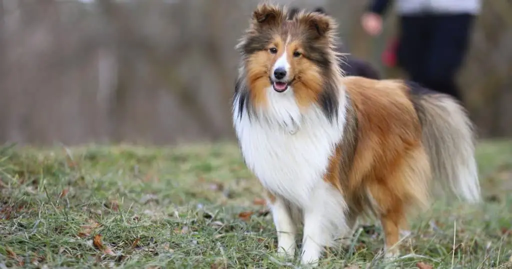 Collie - Dog Breed Grooming Charts